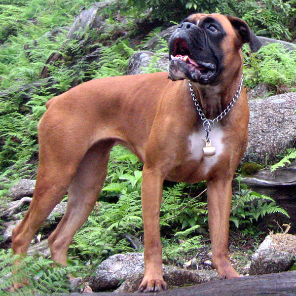屋久島救助犬協会 犬の繁殖 里親様募集 取扱犬種 ボクサー Quaste Von Felsfeld