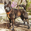 宮上社長(鹿児島県出水市の犬舎所有)