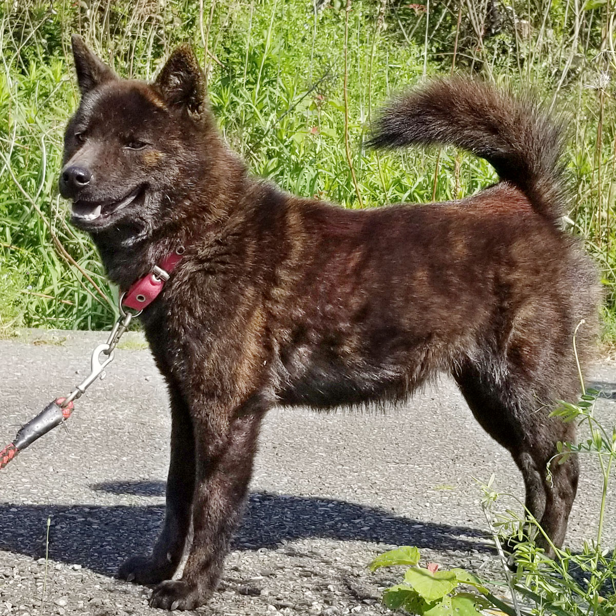 �I�m���C�z