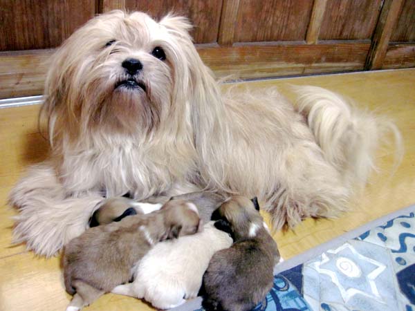 屋久島救助犬協会 犬の繁殖 里親様募集 里親様募集035